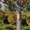 image:imageTiki Toss Straps  CampingTravel Straps to Hang Tiki Toss Ring Game